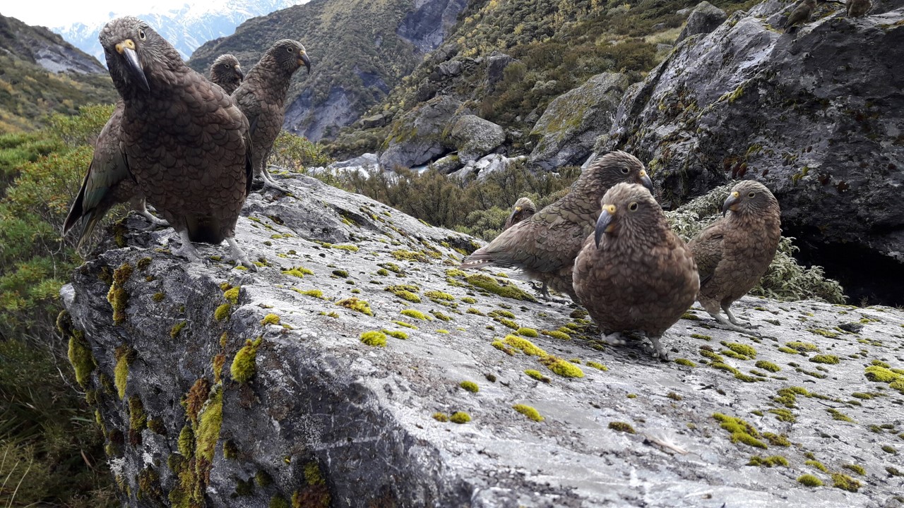 Predator elimination work underway in the Whataroa-Butler catchment area