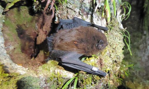 Rare native bats discovered on the West Coast for the first time in decades