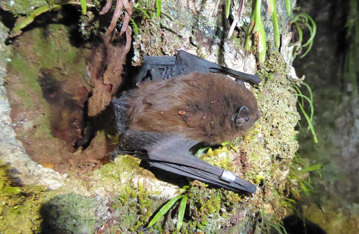 Rare native bats discovered on the West Coast for the first time in decades