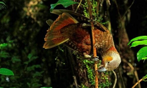 Native bird species ‘bounce back’ as predators eradicated in Westland