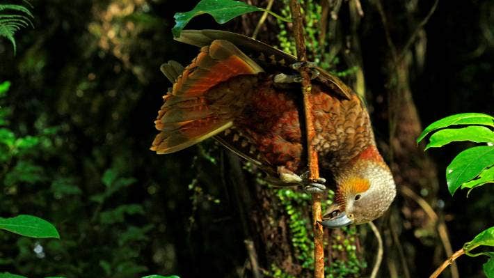 Native bird species ‘bounce back’ as predators eradicated in Westland